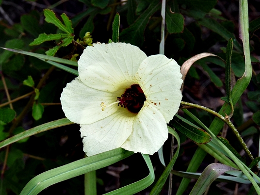 {Hibiscus aculeatus}